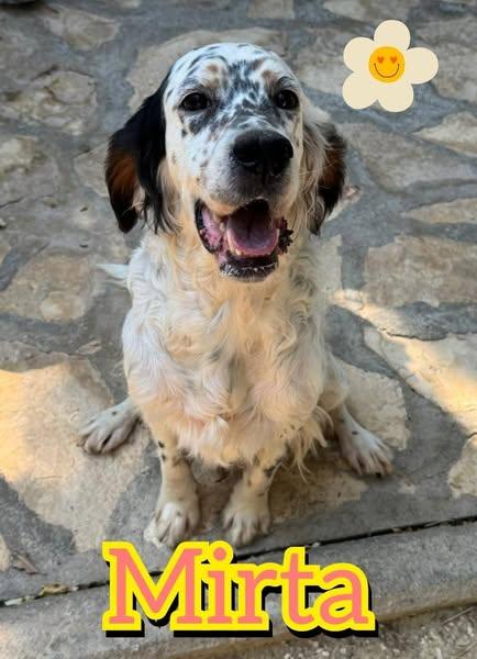 Mirta, Giovane Setter Inglese (Adozione Del Cuore)